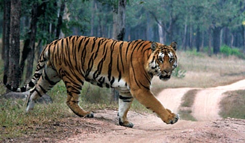 कराडमध्ये ‘वाघ आल्याची अफवा’; AIच्या माध्यमातून बनावट व्हिडीओ केल्याचा वनविभागाचा खुलासा