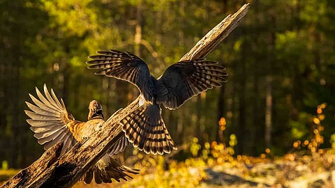 दीडशहाणी चिमणी