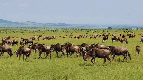 मसाई मारातील वन्यजीवांची विविधता
