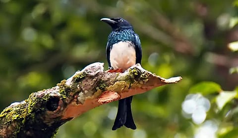 निसर्गातील नकलाकार 