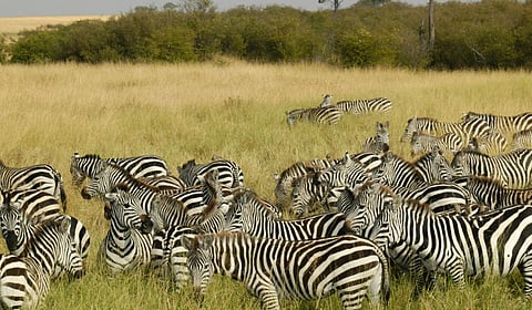 ‘झेब्रा क्रॉसिंग’ चा थरार 