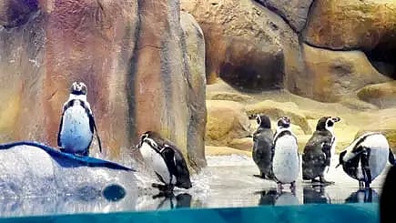 Mumbai : राणीबागेतील पेंग्विनना वाढती मागणी; हैदराबाद, साखरबाग, जुनागढ झू कडून विचारणा