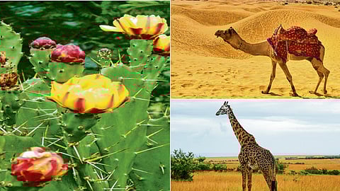 निसर्गाची सुपरपॉवर टीम 