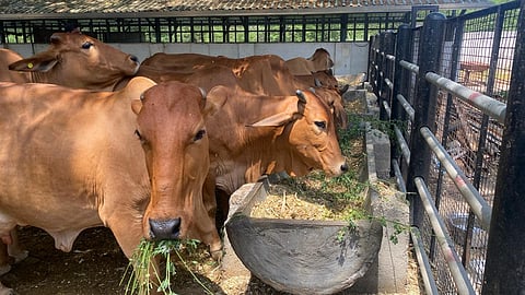 गाय संशोधन केंद्रास अजित पवारांचे नाव; महाराष्ट्र कृषी शिक्षण आणि संशोधन परिषदेच्या बैठकीत निर्णय