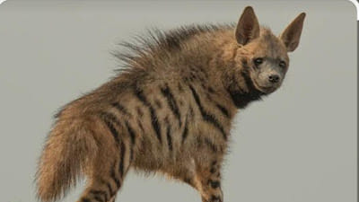 किरकसाल गाव बनले तरस गणना करणारे राज्यातील पहिले गाव; साताऱ्यातील माणदेशने जपला वन्यजीव संवर्धनाचा वसा