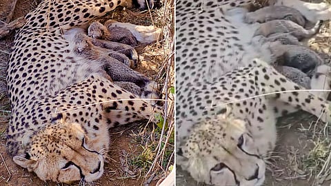 कुनो राष्ट्रीय उद्यानात चित्त्यांच्या संख्येत वाढ; ज्वालाने दिला ५ बछड्यांना जन्म; भारतात आता एकूण ५३ चित्ते