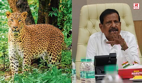 मानवी वस्तीत शिरलेले बिबटे नरभक्षक घोषित करणार; वनमंत्री गणेश नाईक यांची विधानसभेत माहिती