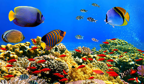 सागरातली अद्भूत दुनिया