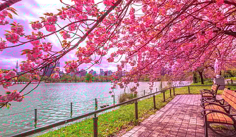 जपानचा साकुरा