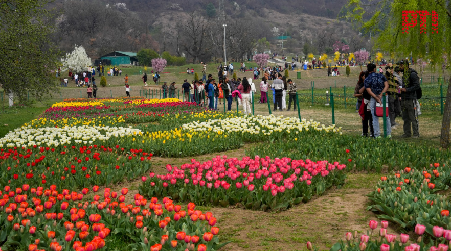 आशियातील सर्वात मोठे ट्युलिप उद्यान पर्यटकांसाठी खुले; १८ लाखांहून अधिक फुलांनी खुलली बाग!