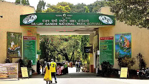 मानवी हस्तक्षेपामुळे हिरव्या फुफ्फुसांची गुदमरलेली हाक; संजय गांधी राष्ट्रीय उद्यान वाचवा, नाहीतर शहर श्वास रोखेल