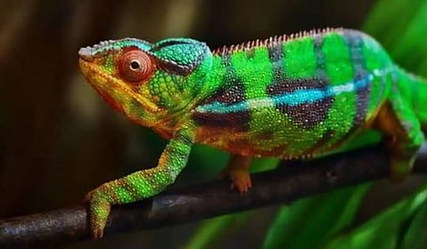 रंग बदलणारे किमयागार 