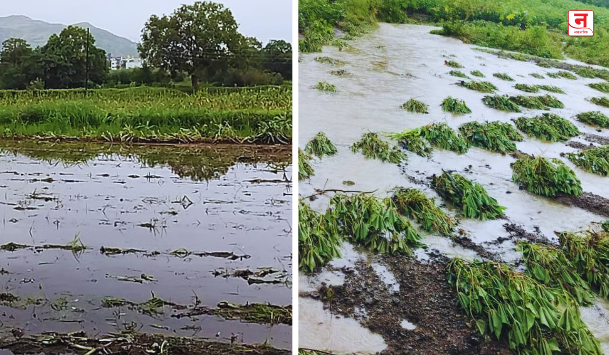Maharashtra Unseasonal Rain : मराठवाड्याला पावसाने झोडपले; आंब्याला फटका 