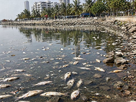 Navi Mumbai : धारण तलावात हजारो मासे मृत; प्रदूषण आणि अस्वच्छतेमुळे मासे मृत्युमुखी पडल्याचा दावा