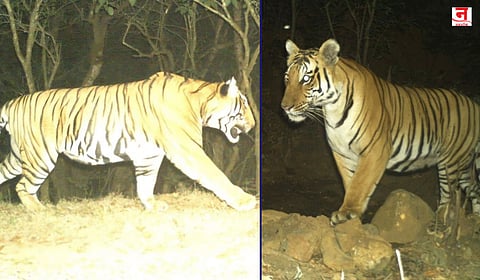 राधानगरीत दोन नर वाघ; सह्याद्री व्याघ्र प्रकल्पासाठी सकारात्मक संकेत