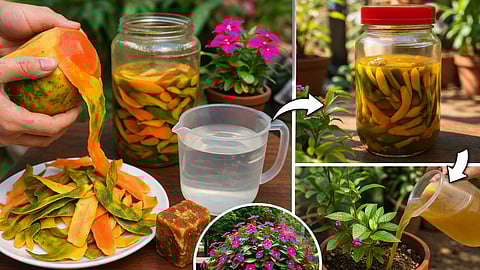 Home Gardening Tips : पपई खाल्ली की सालं फेकता? थांबा! त्याच सालांपासून तयार करा रोपांसाठी नैसर्गिक खत