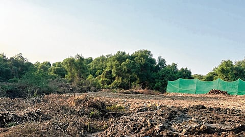 Mumbai : बिल्डरांसाठीच दहिसर-भाईंदर लिंक रोड वळवला? कांदळवन नुकसानीचा आरोप