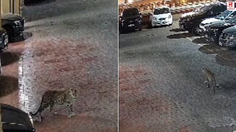 Mumbai : मालाडमधील सोसायटीत बिबट्याचा वावर