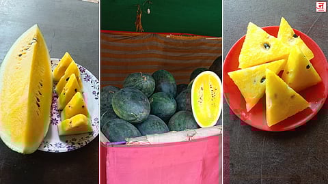 लाल नाही तर पिवळं कलिंगड चर्चेत! 'आरोही'ची खासियत काय? जाणून घ्या सविस्तर  