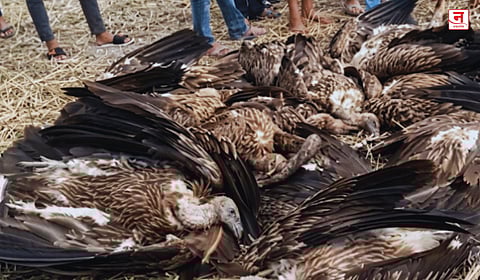 दुधवा बफर झोनमध्ये २५ गिधाडांचा मृत्यू : विषबाधेचा संशय