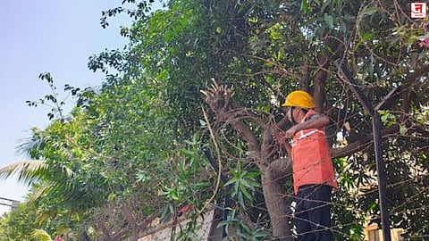 Mumbai : धोकादायक फांद्यांची छाटणी सुरू; ३३ हजारांहून अधिक झाडांची होणार कटिंग
