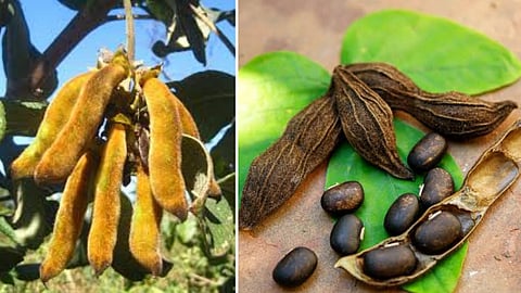 निसर्गातील खोडकर मैत्रीण 