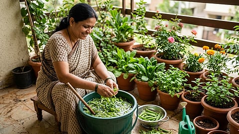 मटारच्या साली फेकू नका! घरच्या घरी बनवा नैसर्गिक लिक्विड खत, रोपं होतील टवटवीत आणि हिरवीगार