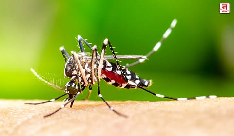 World Malaria Day : काहीजणांना डास जास्त चावतात, तर काहींना कमी; काय आहे यामागचं कारण? जाणून घ्या 