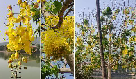 बहावा, निसर्गाचा पिवळा धमक सोहळा!   