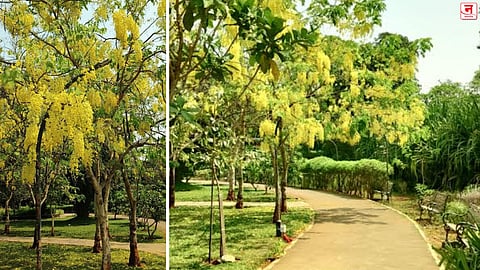 दादर येथील प्रमोद महाजन कला पार्कात बहावा बहरला