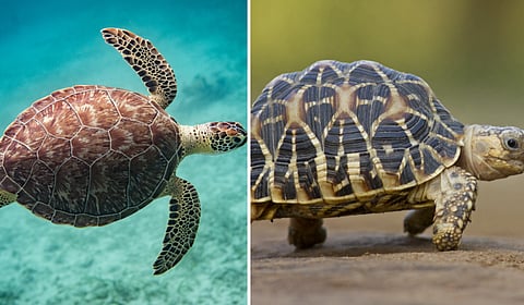 कासव पुराण