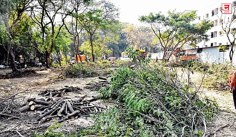 नाशिकमध्ये वृक्षतोडीवर १९ जूनपर्यंत स्थगिती कायम; पूर्वपरवानगीशिवाय तोड बंद, महापालिकेला धक्का