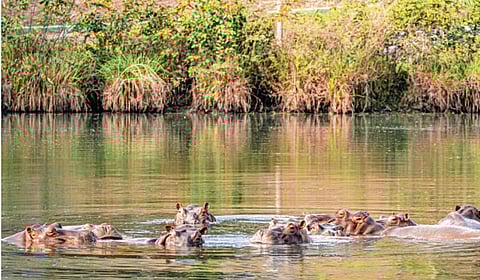कोलंबियातील पाणघोड्यांना वाचवण्यासाठी अनंत अंबानींचा पुढाकार; ‘वनतारा’मध्ये आजीवन निवास देण्याची ऑफर