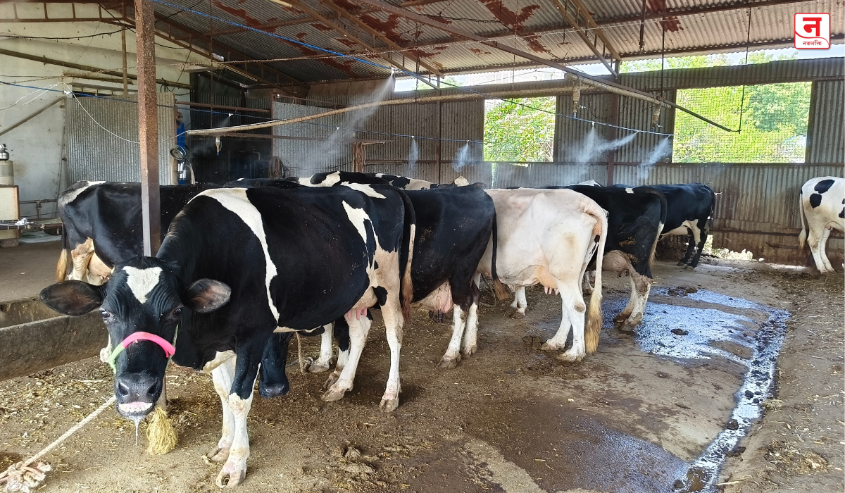 Nashik : वाढत्या उष्णतेचा जनावरांनाही फटका; फॉगर बसवून तापमान नियंत्रणाचा प्रयोग