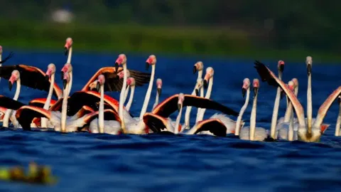 गुलाबी लाटेने जलाशयाला चढली विलक्षण झळाळी! नांदुर मध्यमेश्वर अभयारण्यात दिमाखदार 'रोहित' पाहुण्यांचे आगमन