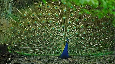 कर्नाटकात ४५ मोरांचा मृत्यू; विषाणूंचा प्रादुर्भाव, कोंबड्यांचे मांसही शिजवून खाण्याचा सल्ला