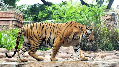 राणी बागेत लवकरच रॉयल बंगाल वाघाची डरकाळी; नागपूरच्या 'गोरेवाडा झू'तून येणार वाघाची जोडी; 'सेंट्रल झू' प्राधिकरणाच्या मंजुरीची प्रतीक्षा