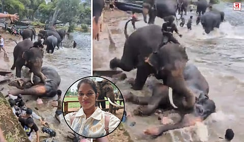 कर्नाटकात दोन हत्ती भिडले अन् क्षणात होत्याचं नव्हतं; पती-लेकीसमोरच महिलेचा चिरडून मृत्यू, हत्तींची अंघोळ पाहताना काळाचा घाला - Video