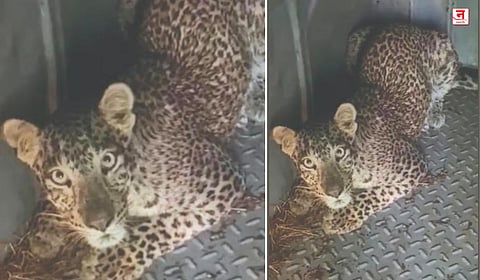 Shahapur : २१ दिवसांनंतर मादी बिबट्या जेरबंद; खरा नरभक्षक मोकाट असल्याची गावकऱ्यांना भीती
