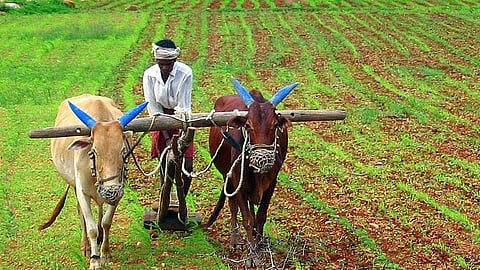 बळीराजाला दिलासा! ३६ हजार ५८५ कोटींची कर्जमाफी; मंत्रिमंडळाचे शिक्कामोर्तब, ५५ लाख ७२ हजार शेतकऱ्यांना मिळणार लाभ