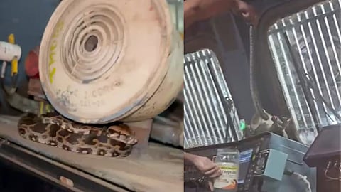 Mumbai : ट्रेनच्या इंजिनातून अजगराच्या पिल्लाची सुरक्षित सुटका, Video