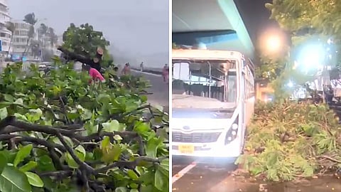मुंबईत पावसाचा कहर! मरीन ड्राईव्ह, अंधेरीत झाडे उन्मळून पडली; बसचेही नुकसान, Video