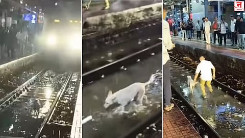 Mumbai : रुळावर अडकलेल्या भटक्या कुत्र्यासाठी मोटरमनने थांबवली लोकल; VIDEO पाहून नेटकऱ्यांनी केले कौतुक