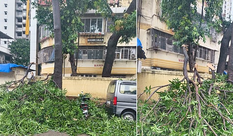 Mumbai : ७ दिवसांत ५५० हून अधिक झाडांची पडझड