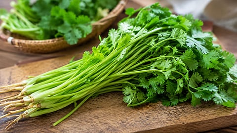 Kitchen Tips : कोथिंबिरीचे देठ फेकून देता? 'या' सोप्या टिप्सने वाढवा प्रत्येक पदार्थाची चव