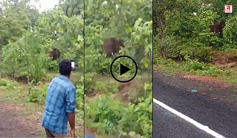 गडचिरोली : जंगली हत्तीच्या हल्ल्यात एक ठार; Video