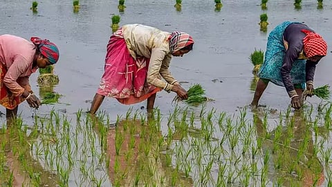 जुलैच्या पावसाने खरीपाला दिला वेग; राज्यात ६७ टक्के पेरण्या पूर्ण
