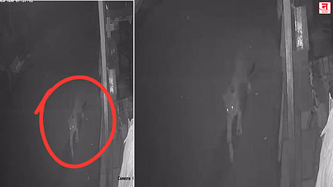 माथेरानमध्ये बिबट्याचा पुन्हा वावर
