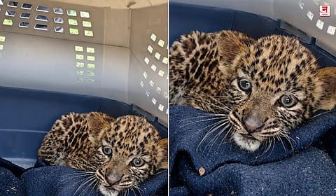 Pune : वाघाचा बछडा मानवी वस्तीत सापडला; वन विभागाकडून विशेष पिंजऱ्यात रवानगी