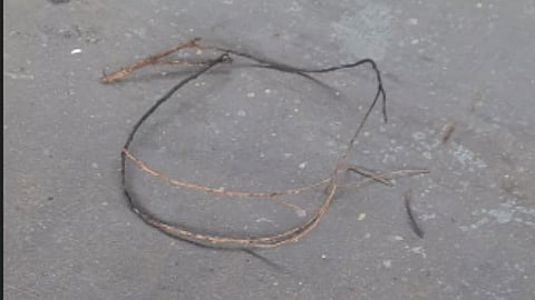Mumbai : झाडाची फांदी पडल्याने हार्बर मार्ग विस्कळीत; लोकल सेवा १७ मिनिटे ठप्प